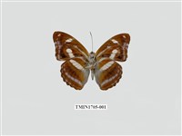 藏品(雙色帶蛺蝶)的圖片